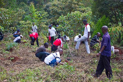 tree-planting-02