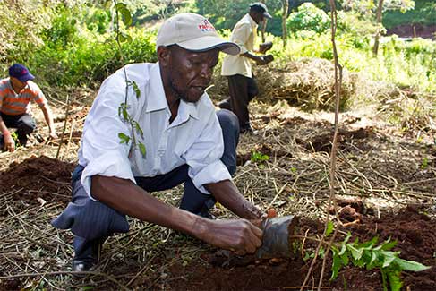 tree-planting-03